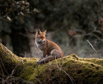 The Cunning Little Vixen